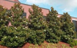 Little Gem Dwarf Southern Magnolia - 1 Gallon Pot -Garden Plants magnolia little gem 11 1