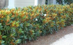Little Gem Dwarf Southern Magnolia - 1 Gallon Pot -Garden Plants magnolia little gem 12 1