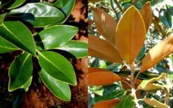 Little Gem Dwarf Southern Magnolia - 1 Gallon Pot -Garden Plants magnolia little gem 16 1