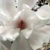 Dr. Merrill Magnolia Tree - 7 Gallon Pot (6-7') 2 Dr. Merrill Magnolia Tree - 7 Gallon Pot (6-7') -Garden Plants magnolia loebneri dr merrill 11