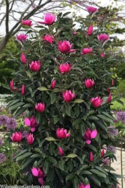 Pink Pyramid Magnolia (Tulip Tree) - 7 Gallon Pot -Garden Plants magnolia pink pyramid tulip tree 120copy