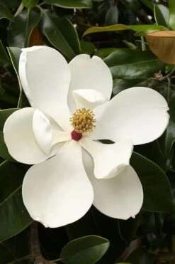 Teddy Bear Dwarf Southern Magnolia - 7 Gallon Pot (3-4') -Garden Plants magnolia teddy bear 3