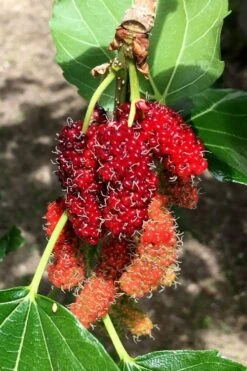 Red Mulberry Tree (Morus Rubra) - 3 Gallon Pot -Garden Plants morus rubra red mulberry berries 12
