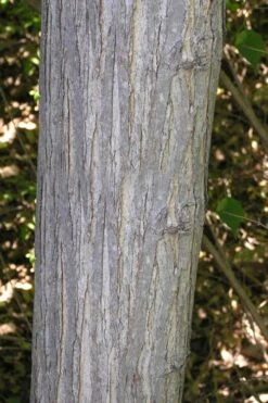 Red Mulberry Tree (Morus Rubra) - 3 Gallon Pot -Garden Plants morus rubra red mulberry trunk bark 1