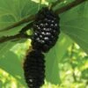 Silk Hope Mulberry -Garden Plants mulberries d426 silk hope 1