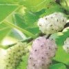 Pakistan White Fruiting Mulberry 2 Pakistan White Fruiting Mulberry -Garden Plants mulberries d435 white fruiting 1
