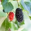 Dwarf Mulberry 2 Dwarf Mulberry -Garden Plants mulberry product