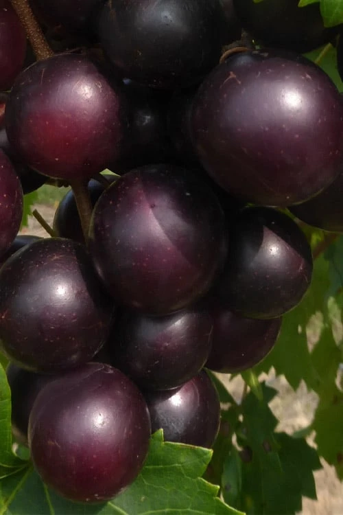 Jumbo Black Muscadine Grape Vine - 1 Gallon Pot 3 Jumbo Black Muscadine Grape Vine - 1 Gallon Pot