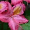 Country Cousin Pink Aromi Azalea (Rhododendron Hybrid) - 3 Gallon Pot 2 Country Cousin Pink Aromi Azalea (Rhododendron Hybrid) - 3 Gallon Pot -Garden Plants native azalea country cousins 4