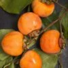 Nikita's Gift Persimmon Tree -Garden Plants nikitas gift persimmon 1