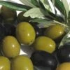 Arbequina Olive Tree - 1 Gallon Pot