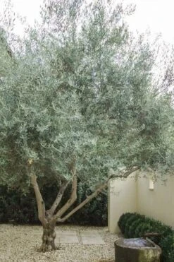 Arbequina Olive Tree - 5 Gallon Pot -Garden Plants olive tree arbequina 4 1