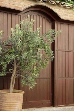 Arbequina Olive Tree - 1 Gallon Pot 12 Arbequina Olive Tree - 1 Gallon Pot -Garden Plants olive tree arbequina 6