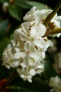 Fortune's Cold Hardy Tea Olive (Fragrant Osmanthus) - 7 Gallon Pot (5-6') 12 Fortune's Cold Hardy Tea Olive (Fragrant Osmanthus) - 7 Gallon Pot (5-6') -Garden Plants osmanthus fortunei fragrant tea olive 2 3