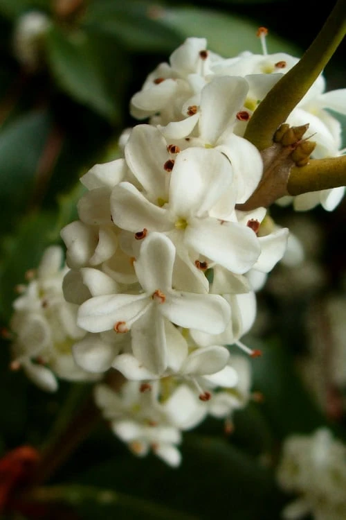 Fortune's Cold Hardy Tea Olive (Fragrant Osmanthus) - 7 Gallon Pot (4-5') 7 Fortune's Cold Hardy Tea Olive (Fragrant Osmanthus) - 7 Gallon Pot (4-5') - Image 5