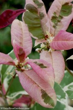 Pink Flush Variegated Tea Olive (Osmanthus Fragrans 'Yinbi Shuanghui') - 6 Pack Of Quart Pots -Garden Plants osmanthus frangrans yinbi shuangui variegated tea olive 10 4