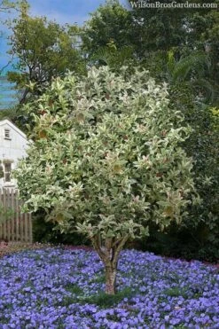 Pink Flush Variegated Tea Olive (Osmanthus Fragrans 'Yinbi Shuanghui') - 2 Gallon Pot -Garden Plants osmanthus frangrans yinbi shuangui variegated tea olive 8 1