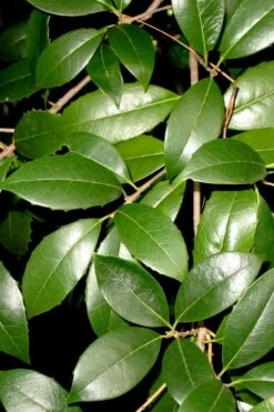 Fruitland's Fortune Tea Olive Double Trunk Tree Form - 7 Gallon Pot (4-5') -Garden Plants osmanthus fruitlands fortune tea olive 1