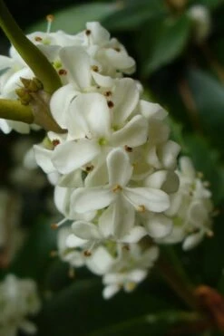 Fruitland's Fortune Tea Olive Double Trunk Tree Form - 7 Gallon Pot (4-5') -Garden Plants osmanthus fruitlands fortune tea olive 3