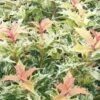 Goshiki Osmanthus (Variegated False Holly) - 1 Gallon Pot -Garden Plants osmanthus goshiki 23 2