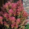 Party Lights Pink Flush Tea Olive - Osmanthus Heterophyllus - 5 Gallon Pot -Garden Plants osmanthus heterophyllus party lights tea olive 102 1