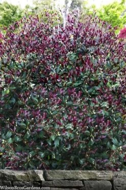 Purple Leaf Tea Olive (Osmanthus Heterophyllus 'Purpurea') - 2 Gallon Pot