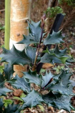 Purple Leaf Tea Olive (Osmanthus Heterophyllus 'Purpurea') - 2 Gallon Pot -Garden Plants osmanthus heterophyllus purpurea purple leaf tea olive 7