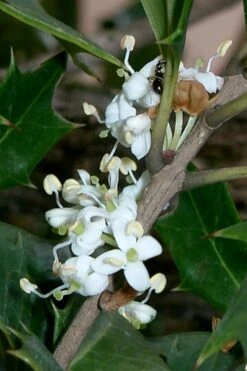 Purple Leaf Tea Olive (Osmanthus Heterophyllus 'Purpurea') - 2 Gallon Pot -Garden Plants osmanthus heterophyllus purpurea purple leaf tea olive 8
