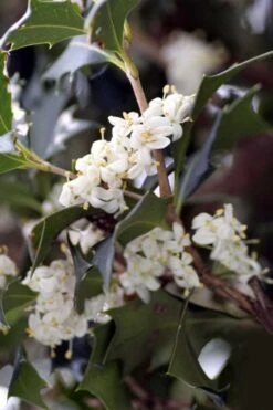 Purple Leaf Tea Olive (Osmanthus Heterophyllus 'Purpurea') - 2 Gallon Pot -Garden Plants osmanthus heterophyllus purpurea purple leaf tea olive 9