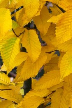 American Hop Hornbeam (Ostrya Virginiana) - 3 Pack Of 1.5 Quart Pots -Garden Plants ostrya virginiana hophornbeam tree 11