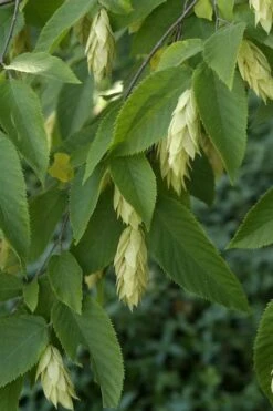 American Hop Hornbeam (Ostrya Virginiana) - 3 Gallon Pot 14 American Hop Hornbeam (Ostrya Virginiana) - 3 Gallon Pot -Garden Plants ostrya virginiana hophornbeam tree 6 1