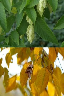 American Hop Hornbeam (Ostrya Virginiana) - 3 Pack Of 1.5 Quart Pots -Garden Plants ostrya virginiana hophornbeam tree 7
