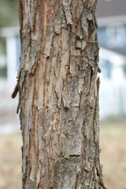 American Hop Hornbeam (Ostrya Virginiana) - 3 Gallon Pot 17 American Hop Hornbeam (Ostrya Virginiana) - 3 Gallon Pot -Garden Plants ostrya virginiana hophornbeam tree 8 1