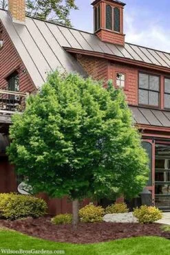 American Hop Hornbeam (Ostrya Virginiana) - 3 Gallon Pot 13 American Hop Hornbeam (Ostrya Virginiana) - 3 Gallon Pot -Garden Plants ostrya virginiana hophornbeam tree 9 1