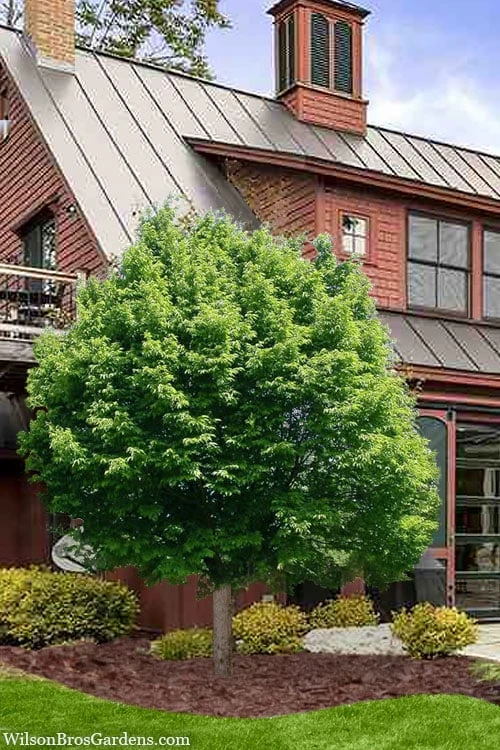 American Hop Hornbeam (Ostrya Virginiana) - 3 Gallon Pot 6 American Hop Hornbeam (Ostrya Virginiana) - 3 Gallon Pot - Image 4