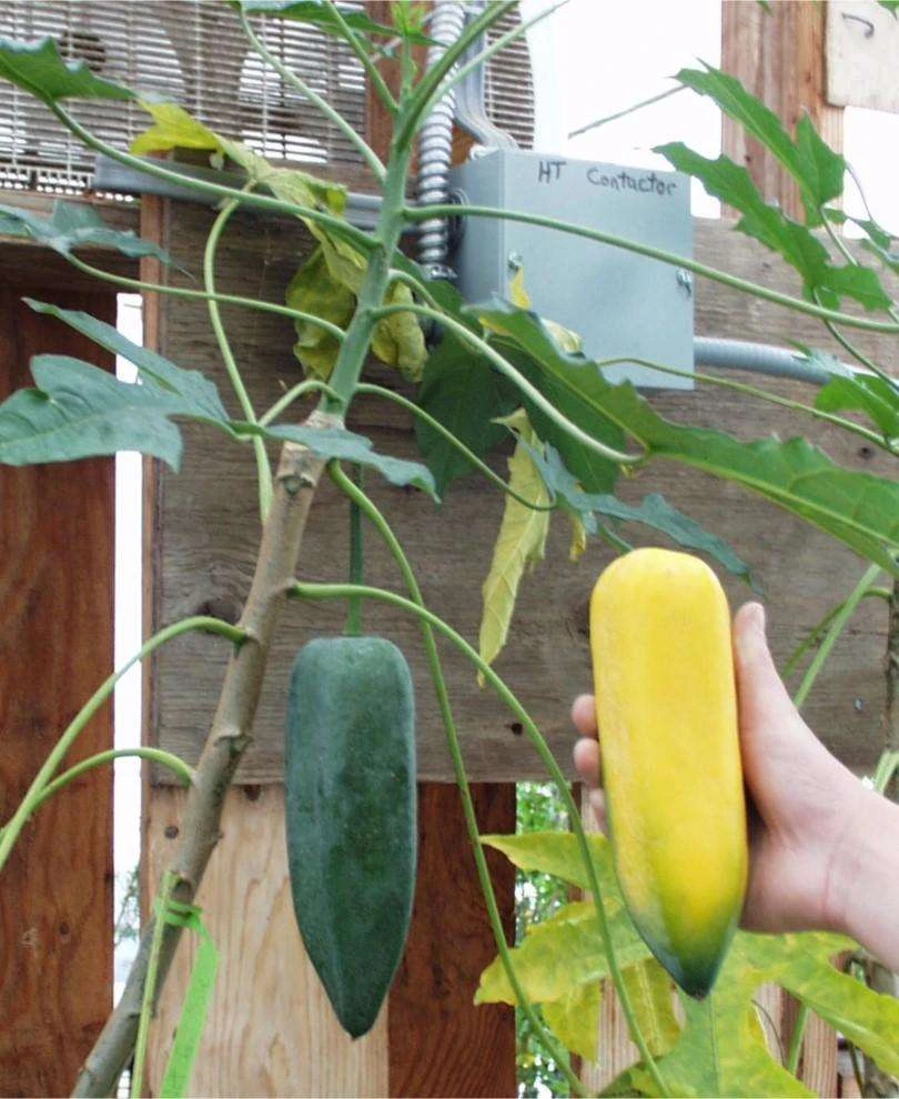 Babaco Papaya 2 Babaco Papaya