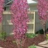 Corinthian Flowering Peach Tree - 2 Gallon Pot (3-4') -Garden Plants peach corinthian 100