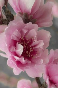 Corinthian Flowering Peach Tree - 2 Gallon Pot (3-4') -Garden Plants peach corinthian 24