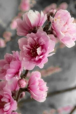Corinthian Flowering Peach Tree - 2 Gallon Pot (3-4') -Garden Plants peach corinthian 2 thumbnail