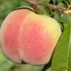 Kit Donnell Peach -Garden Plants peaches c507 kit donnell 1