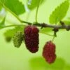 Red ShahToot Mulberry 2 Red ShahToot Mulberry -Garden Plants persianmulberry