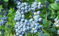 Brightwell Rabbiteye Blueberry - 6 Pack Of 1 Gallon Pots 9 Brightwell Rabbiteye Blueberry - 6 Pack Of 1 Gallon Pots -Garden Plants picture 6424 brightwell rabbiteye blueberry