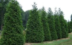Green Giant Arborvitae - 3 Gallon Pot -Garden Plants picture arborvitae green giant 2 1