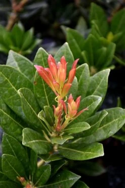 Southern Lady Pieris - 3 Gallon Pot 11 Southern Lady Pieris - 3 Gallon Pot -Garden Plants pieris japonica southern lady 2