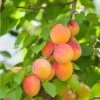 Pixie Cot Apricot -Garden Plants pixie cot apricot