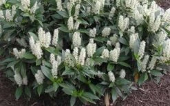 Zabel Laurel (Prunus Laurocersasus 'Zabeliana') - 6 Pack Of 1 Gallon Pots -Garden Plants prunus laurocerasus zabeliana zabel cherry laurel 1