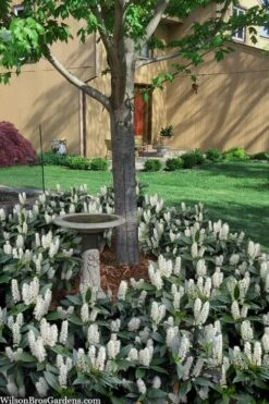 Zabel Laurel (Prunus Laurocersasus 'Zabeliana') - 6 Pack Of 1 Gallon Pots -Garden Plants prunus laurocerasus zabeliana zabel cherry laurel 2