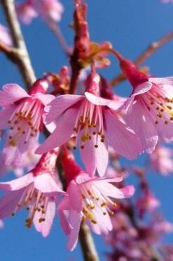 Okame Pink Flowering Cherry Tree - 3 Gallon Pot -Garden Plants prunus okame flowering cherry 4