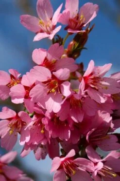 Okame Pink Flowering Cherry Tree - 3 Gallon Pot -Garden Plants prunus okame flowering cherry 6