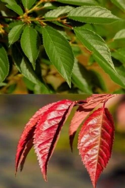 Okame Pink Flowering Cherry Tree - 3 Gallon Pot -Garden Plants prunus okame flowering cherry 7